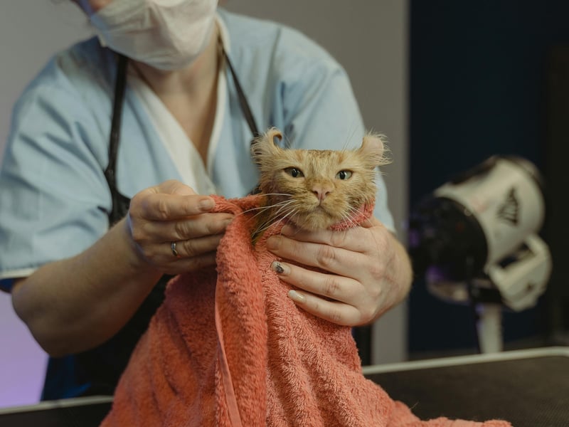 Petcare